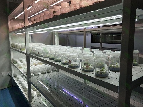 灌南植物组织培养实验室设计建设方案